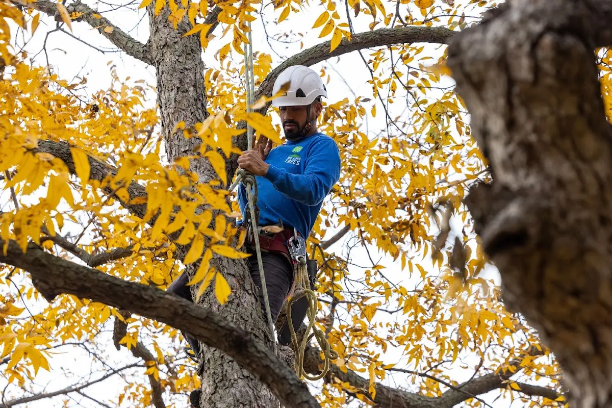 Skilled Tree Pruning crew working in Reno