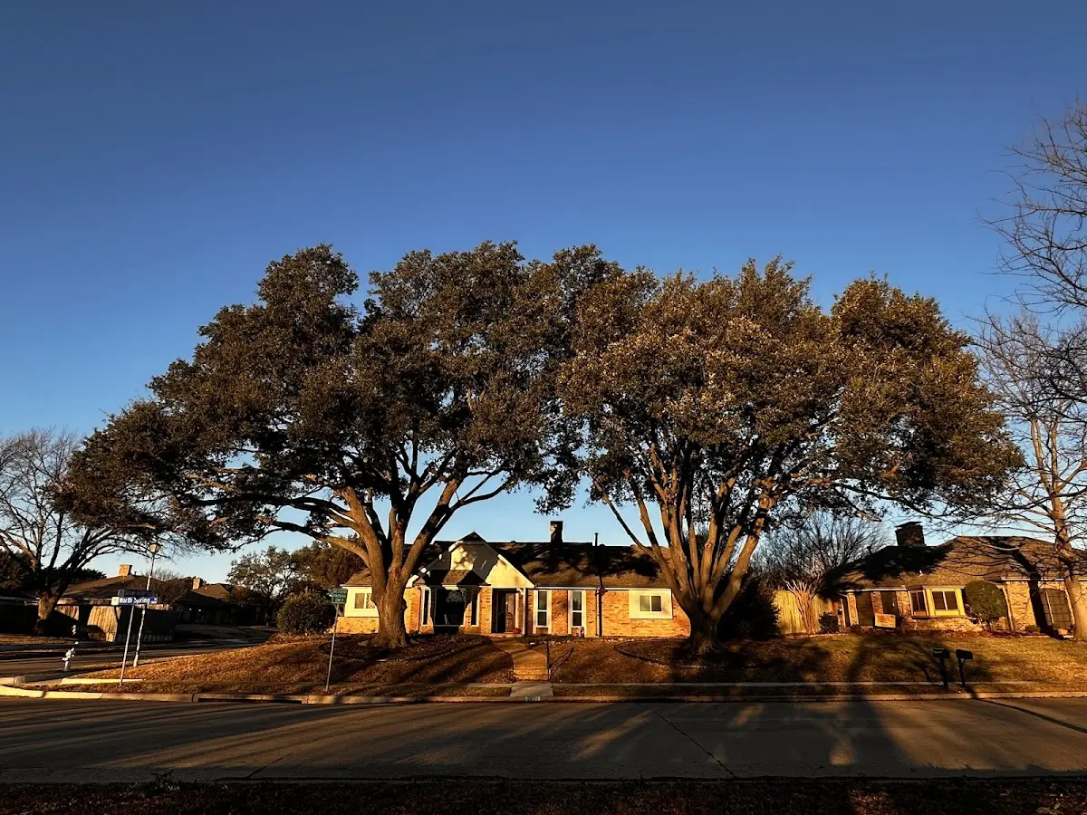 Established residential canopy tree shading a home in Reno